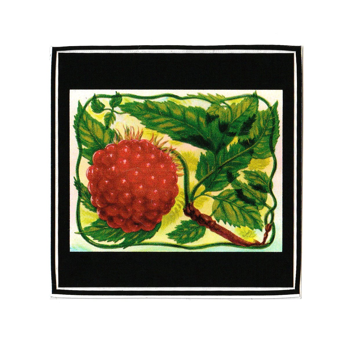 Salmonberry Sticker Alaskandesigned salmonberry-sticker-alaskandesigned